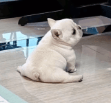 pibble-175068455.gif
